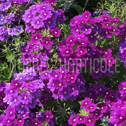 image de Verbena Empress® Violet Blue Charme