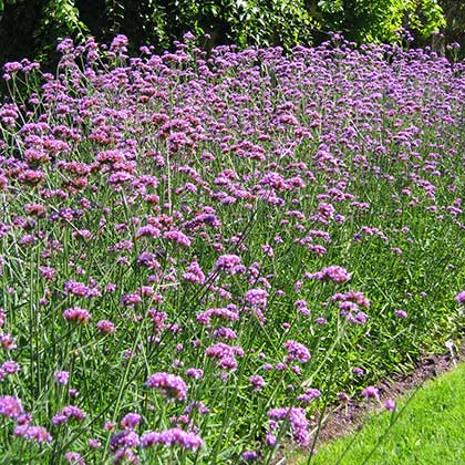 image de Verbena bonariensis 