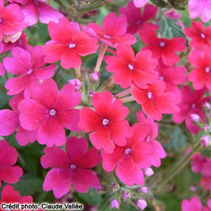 image de Verbena Tukana® Raspberry