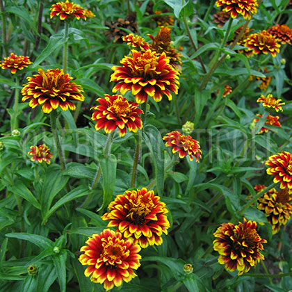 image de Zinnia Aztec Sunset