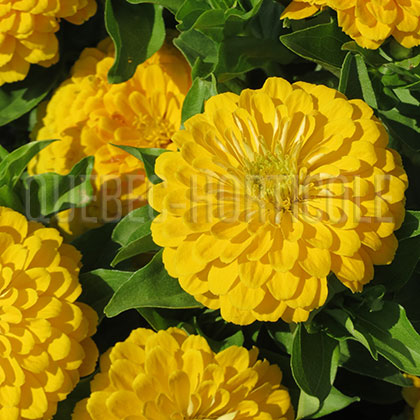 image de Zinnia Bridesmaid