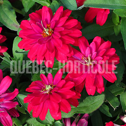 image de Zinnia Double Zahara Cherry