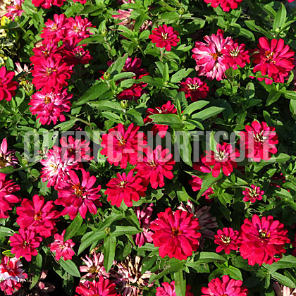 image de Zinnia Double Zahara Cherry