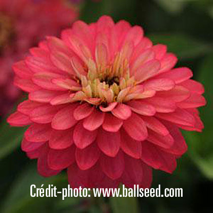 image de Zinnia Double Zahara® Salmon Rose