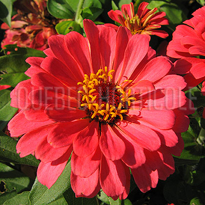 image de Zinnia Magellan Coral