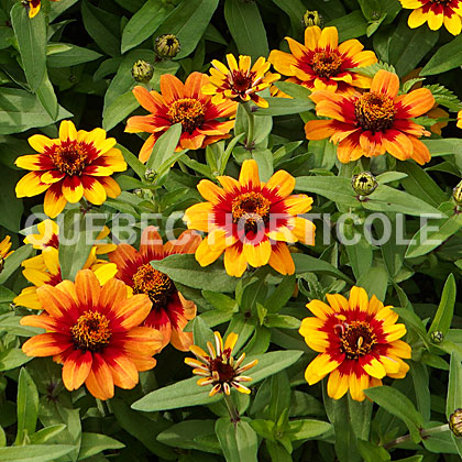 image de Zinnia Profusion® Red Yellow Bicolor