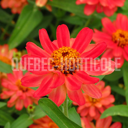 image de Zinnia Profusion Double Deep Salmon