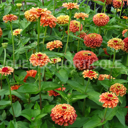 image de Zinnia Queeny Lime Orange