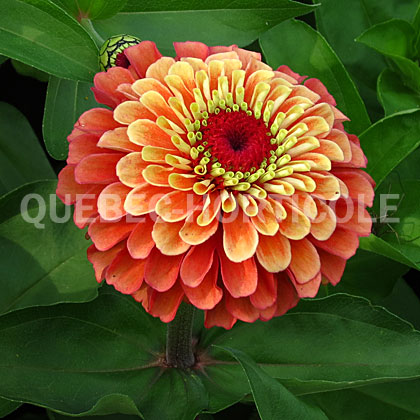 image de Zinnia Queeny Lime Orange