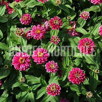 image de Zinnia Double Zahara™ Raspberry Ripple