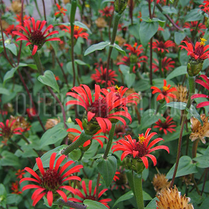 image de Zinnia tenuifolia Red Spider