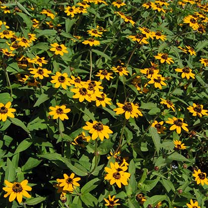 image de Zinnia maritima Solcito