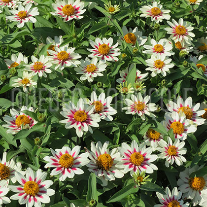 image de Zinnia Zahara® Starlight Rose