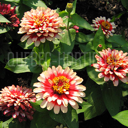 image de Zinnia Swizzle Cherry and Ivory