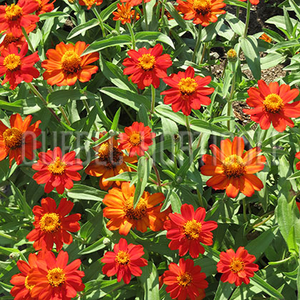 image de Zinnia UpTown Orange Blossom