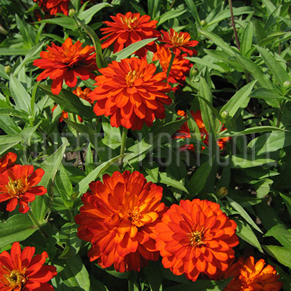 image de Zinnia Double Zahara® Fire