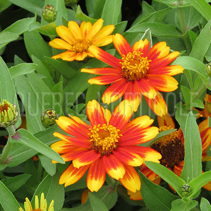 image de Zinnia Zahara®  Sunburst