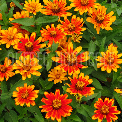 image de Zinnia Zahara®  Sunburst