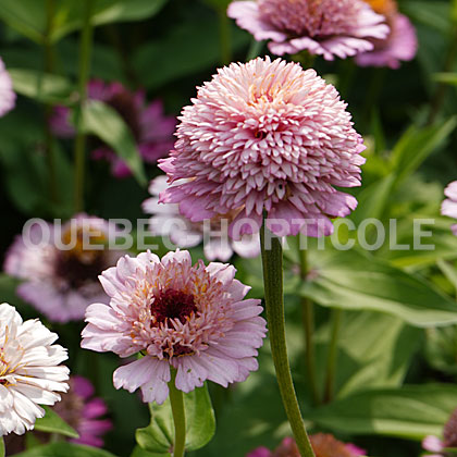 image de Zinnia elegans Zinderella™ Lilac