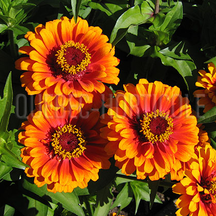 image de Zinnia Zowie! Yellow Flame