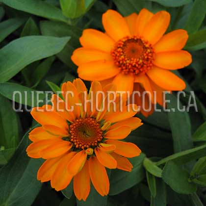 image de Zinnia Profusion Deep Abricot