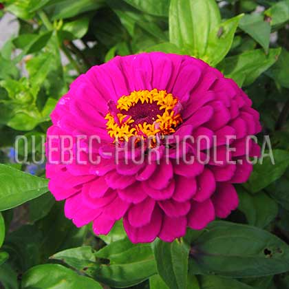 image de Zinnia Uproar Rose