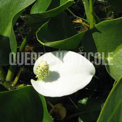 image de Calla palustris 