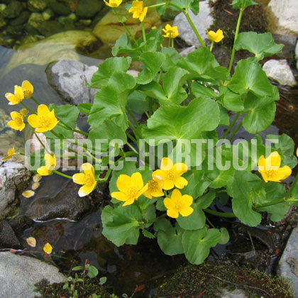 image de Caltha palustris 