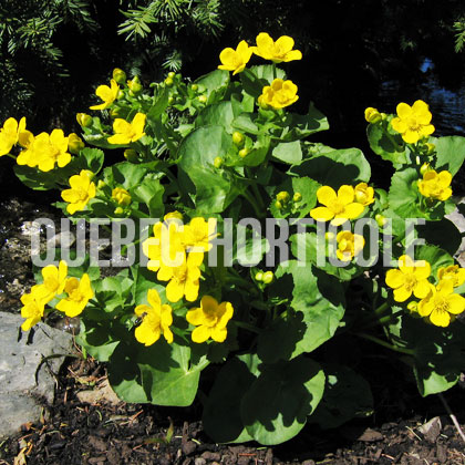 image de Caltha palustris 