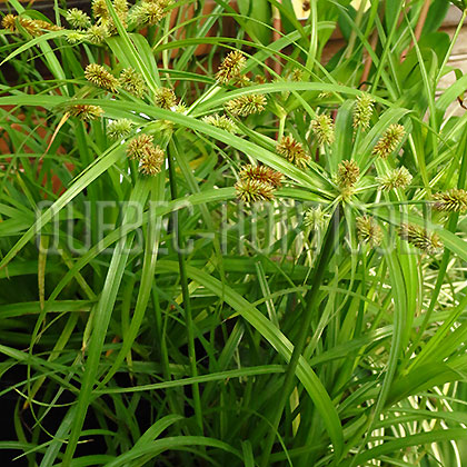 image de Cyperus sp. 