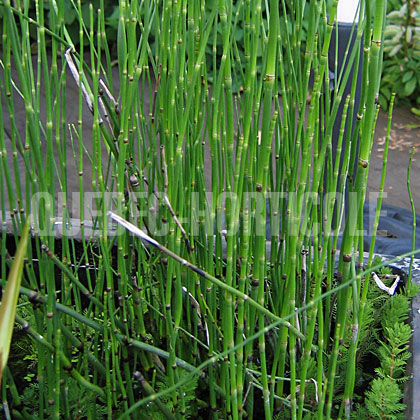 image de Equisetum sp. 