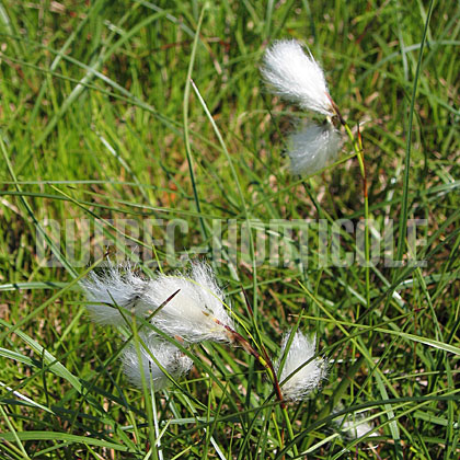 image de Eriophorum angustifolium 