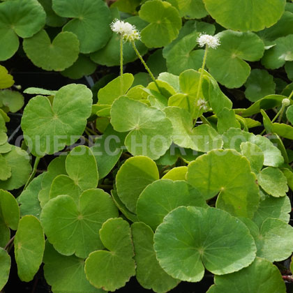 image de Hydrocotyle vulgaris 