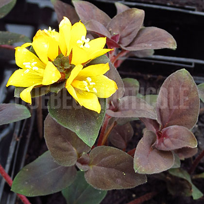 image de Lysimachia congestiflora Persian Chocolate