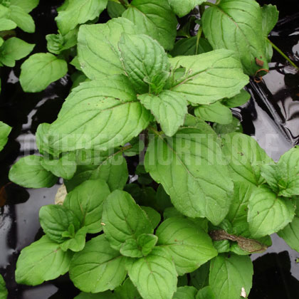 image de Mentha aquatica 