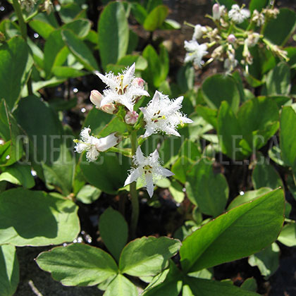 image de Menyanthes trifoliata 