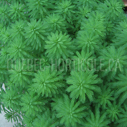 image de Myriophyllum aquaticum 