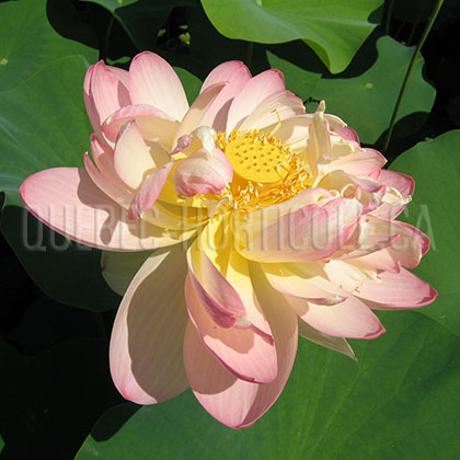 image de Nelumbo sp. 