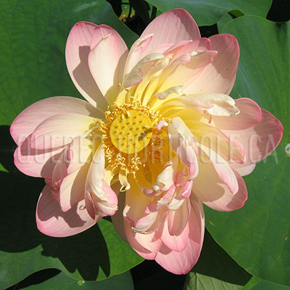 image de Nelumbo sp. 