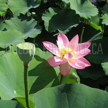 image de Nelumbo sp. 