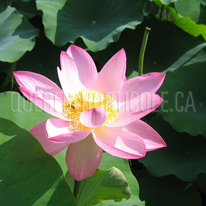 image de Nelumbo sp. 