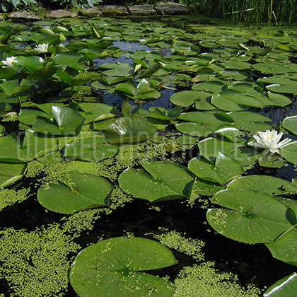 image de Nymphaea sp. 