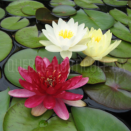 image de Nymphaea sp. 