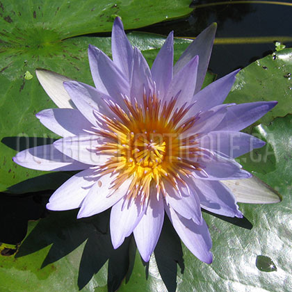 image de Nymphaea sp. 