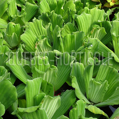 image de Pistia stratiotes 