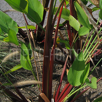 image de Thalia geniculata Red Stem