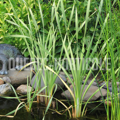 image de Typha latifolia Variegata