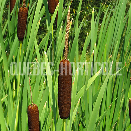 image de Typha latifolia 