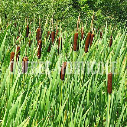 image de Typha latifolia 