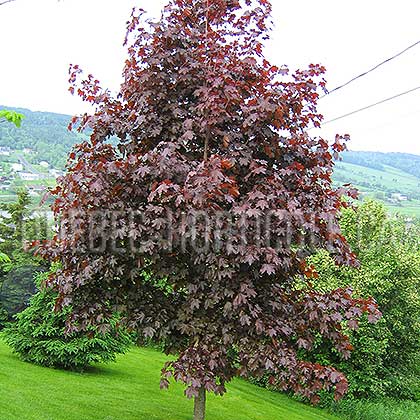 image de Acer platanoides Crimson King